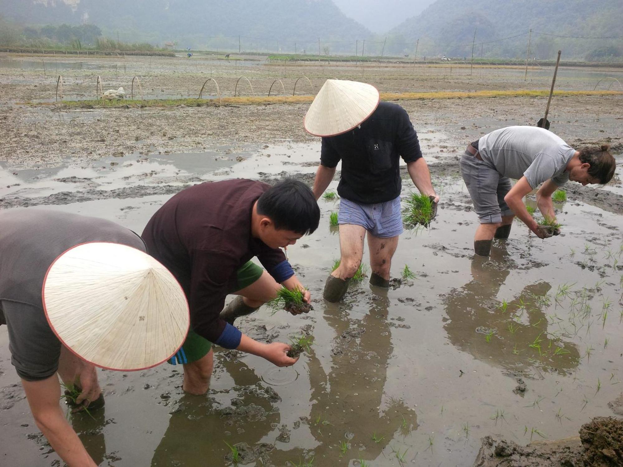 Tam Coc Rice Fields Resort Ninh Binh Luaran gambar
